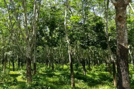 海南橡胶生产区割胶初期产量有望增长成本支撑较弱