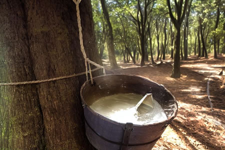 衡水橡胶城天然橡胶现货市场七日价格走势震荡