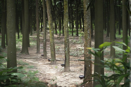 全球天然胶产区开割现状及市场展望