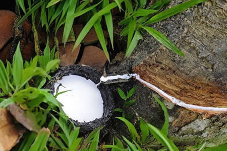 泰国天然胶原料胶水价格小幅回落至56泰铢