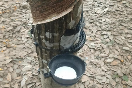 浙江天然乳胶价格上涨50-100元/吨