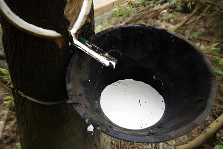 8月下旬天然橡胶价格震荡上涨