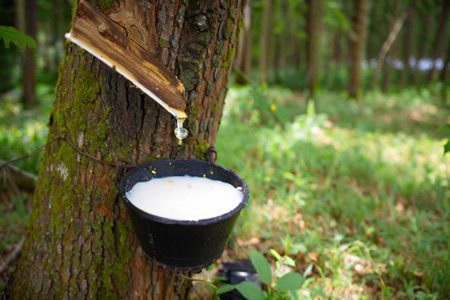 天然胶供应压力增大 期货价格短期承压运行
