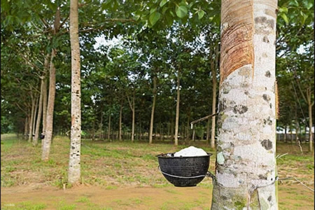 科特迪瓦1-9月橡胶出口122万吨 同比增14.8%