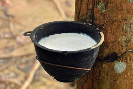 云南天然胶胶水收购价格跌0.4元/公斤