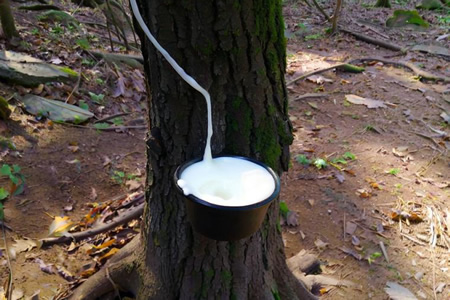 越南天然胶胶水收购价格11.9元/公斤