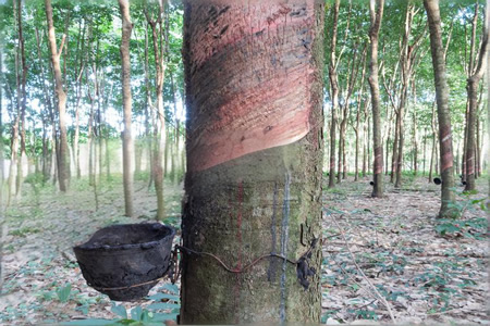 云南天然橡胶价格走高 原料偏紧或是主因