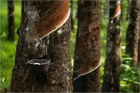 全球天然橡胶产能进入下行拐点新阶段