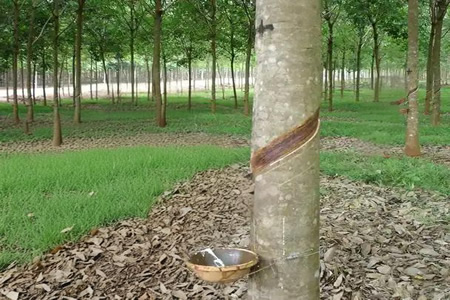 版纳天然胶标胶产量增14.1% 前三季度达63.4万吨