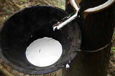 越南天然胶碗底胶收购价7.4-7.8元