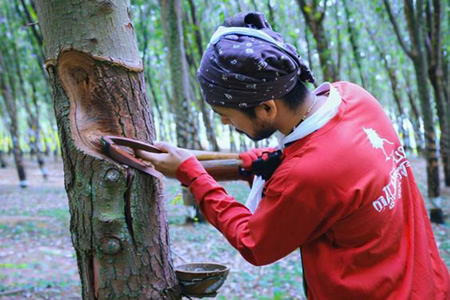 泰国2025年1-10月橡胶出口总量攀升至364万吨