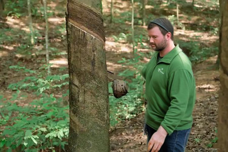 柬埔寨天然胶胶水收购价11.7-11.9元/公斤