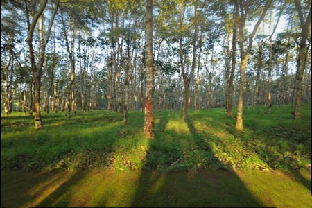 泰国降雨减弱天然橡胶供应逐步恢复