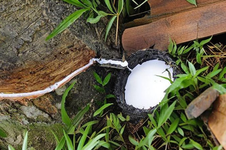 泰国天然胶烟片与杯胶收购价均降0.11元/公斤