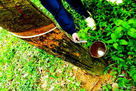 天然胶胶水进干胶厂价13.7-13.8元/公斤