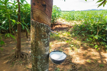 泰柬边境冲突推高天然乳胶价格