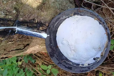 海南产区即将进入停割期 天然胶胶水价格坚挺