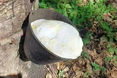 泰国天然胶原料胶水价格上扬0.2元/公斤