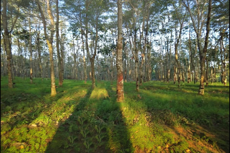 国内产区供应趋紧 天胶原料价格获得支撑