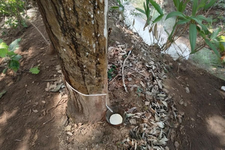 泰国天然胶原料行情稳中偏弱 胶水价跌0.1元