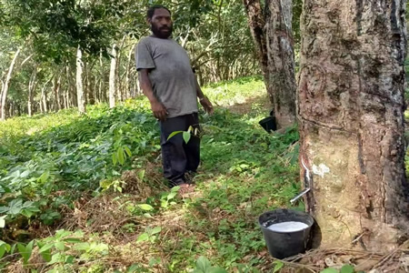 岁末云南产区原料持稳 天然胶静待来年走势