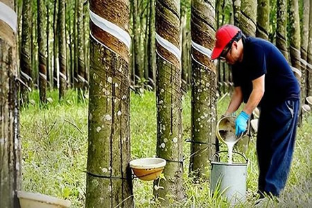 2025年1-11月越南天然胶出口跌幅11%