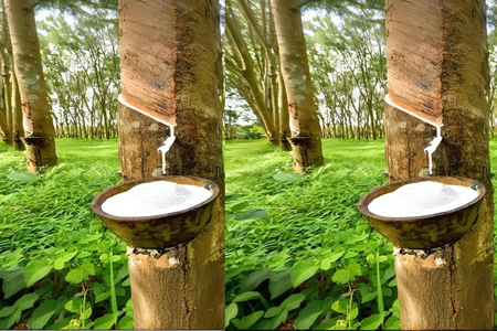 越南天然胶胶水收购价12-12.2元/公斤