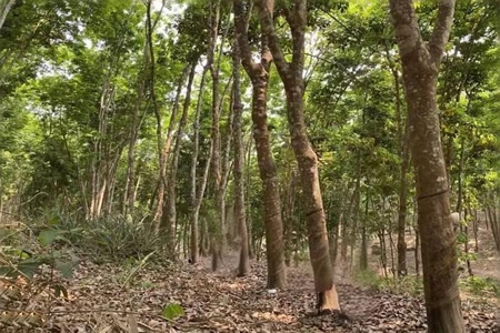 产区割胶季步入尾声橡胶价格获支撑