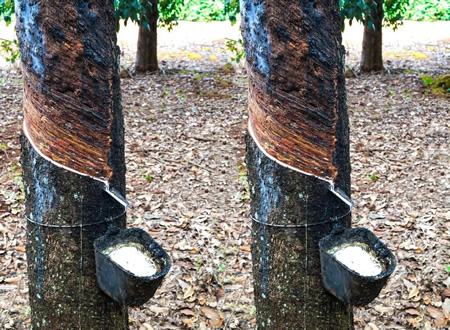 泰国天然乳胶价格向下微调50元/吨