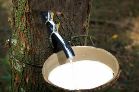 泰国天然胶原料价格平稳 胶水12.2元/公斤