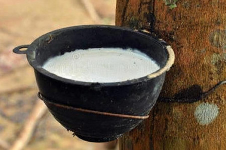 泰国天然胶胶水价格15.1元/公斤