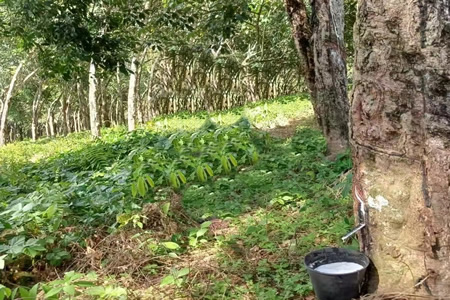 科特迪瓦年初橡胶出口微降 种植结构转型影响持续显现