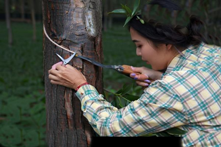 国内产区物候条件正常 3月下旬或迎新胶开割季
