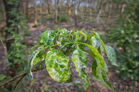 西双版纳天然胶绉片收购价13.6-13.8元