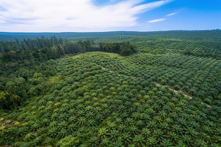 马来上调胶农种植补助 沙捞越州补贴提至4万元