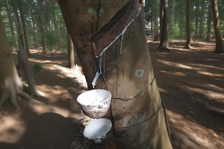 泰国天然胶原料胶水价格15.4-15.6元