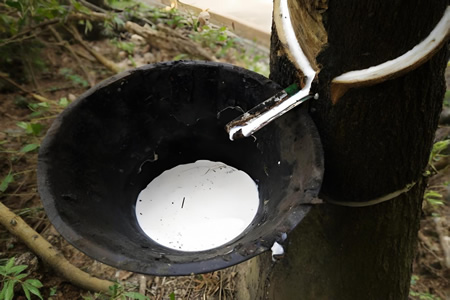 海南天然胶原料胶水价格14.6-15.1元