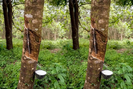 海南天然胶胶水收购价14.7-15.2元