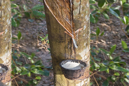 泰国天然胶原料价格普涨 胶水报17元/公斤