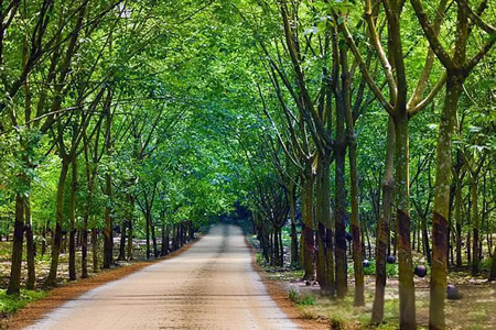 开割季东南亚橡胶供应偏紧 胶水价格维持高位运行