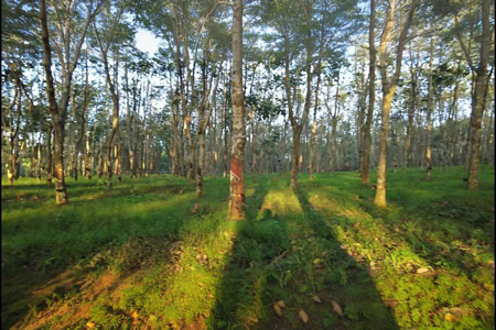 2026年泰国橡胶预估产量近500万吨