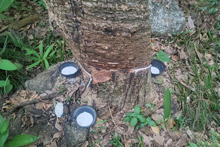 老挝天然橡胶胶水收购价15.2-15.5元