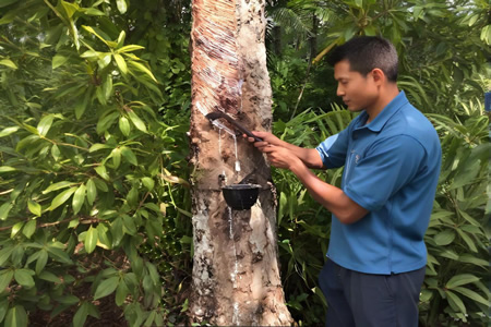 天然胶开割季供应增长但价格承压