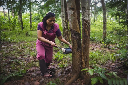 科特迪瓦橡胶出口稳步上升 非洲1季度表现稳健