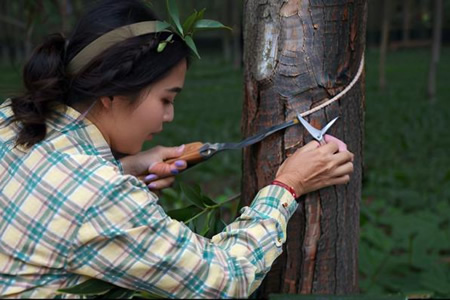 云南产区割胶季开启 天气扰动新胶供应