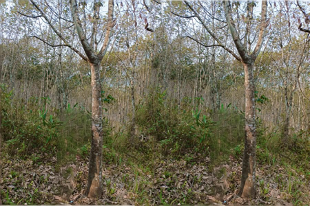 海南天然胶胶水价格上调0.5元/公斤