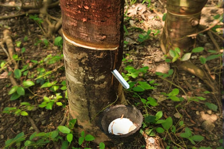 气候与需求博弈 天然橡胶5月行情或维持震荡