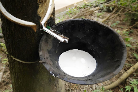 泰国天然胶原料价格维稳 胶水16.2-16.3元