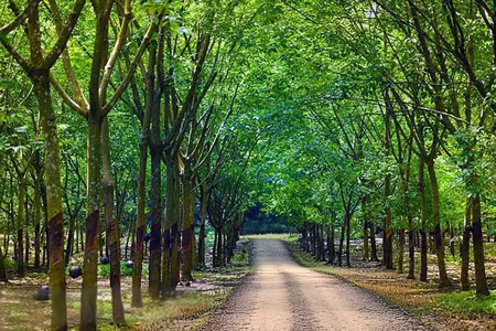 二季度新胶上量迟缓 泰国杯胶破71泰铢